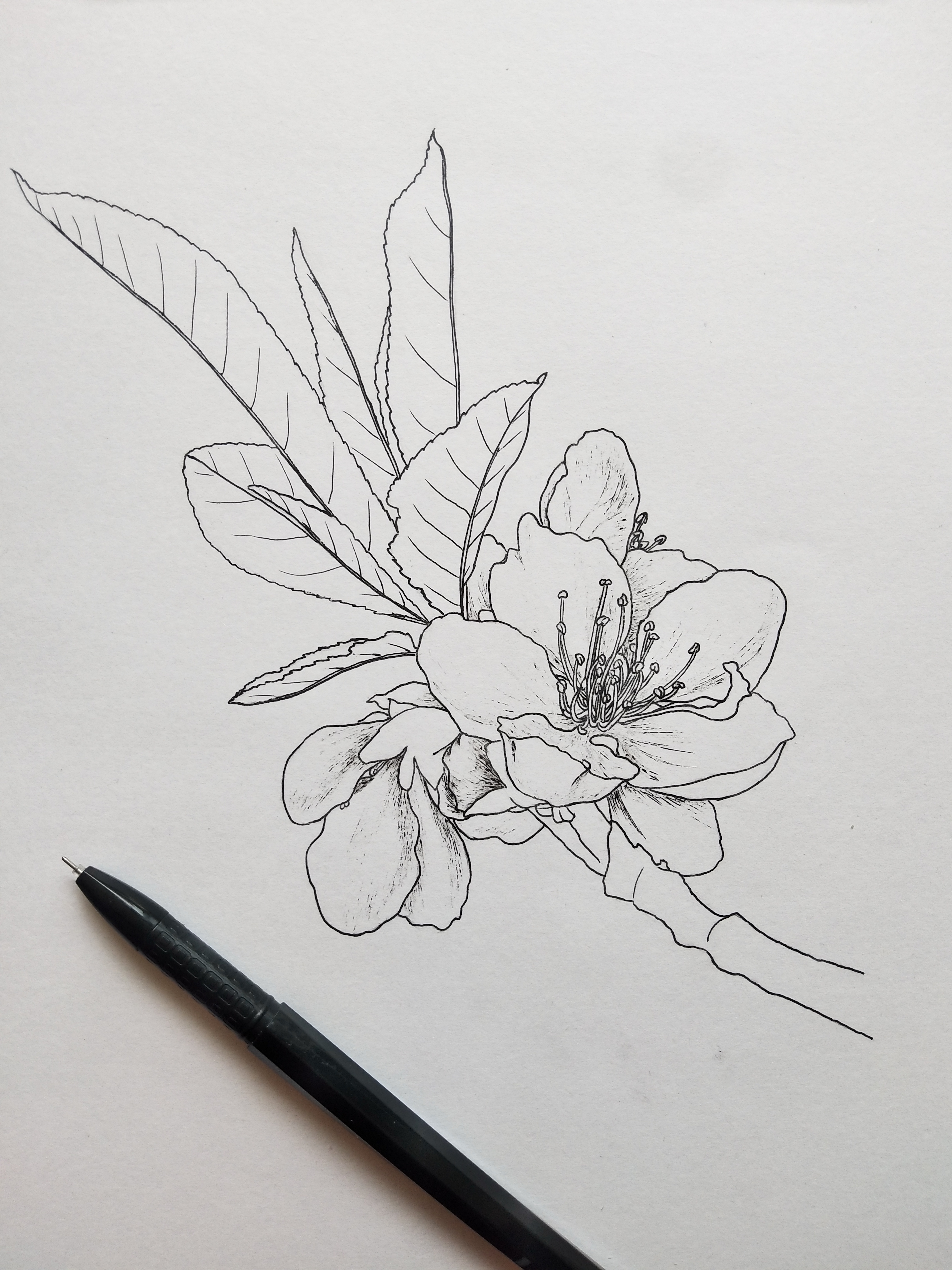 植物写生桃花图片