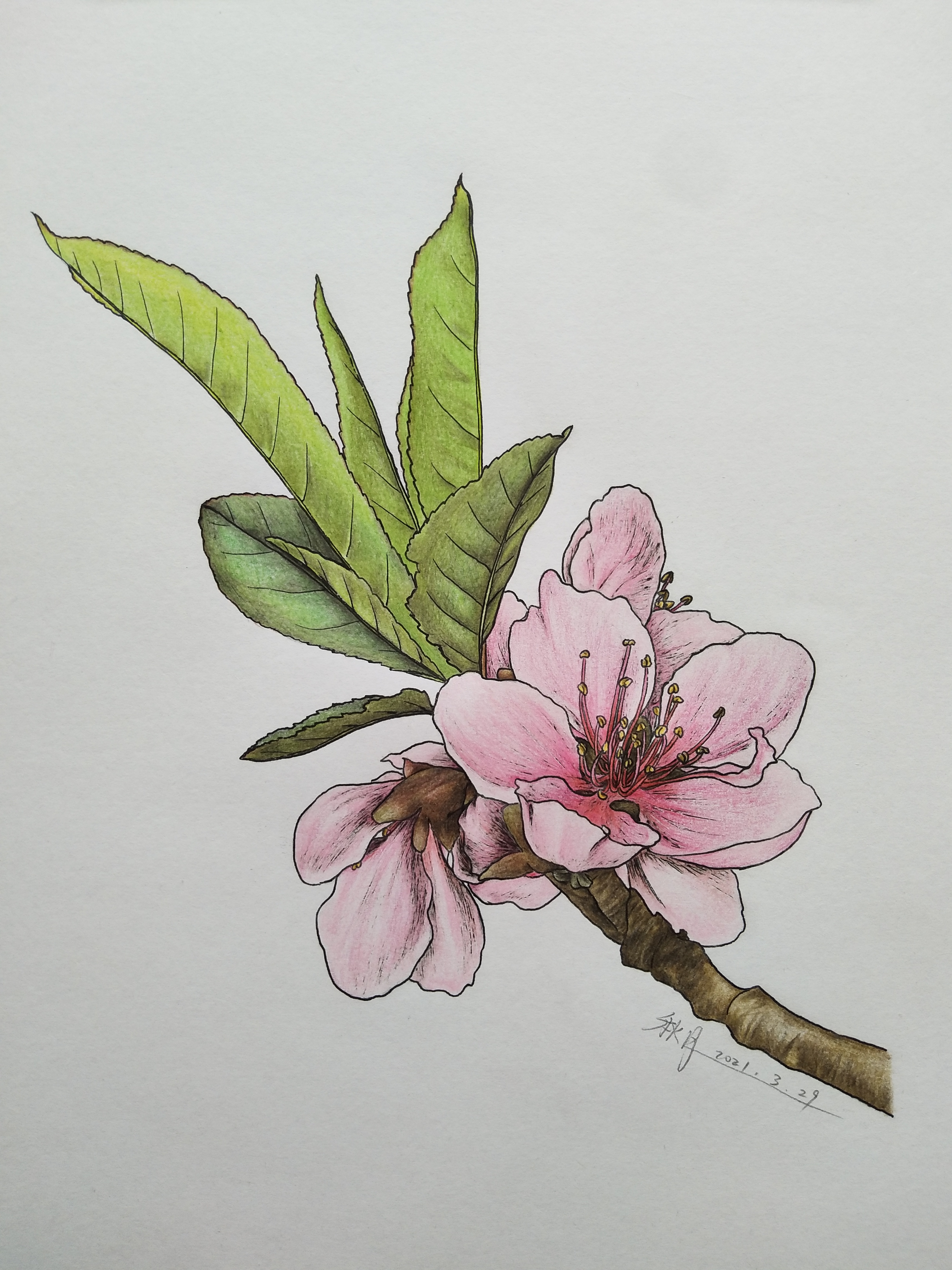 桃花树画法彩铅图片