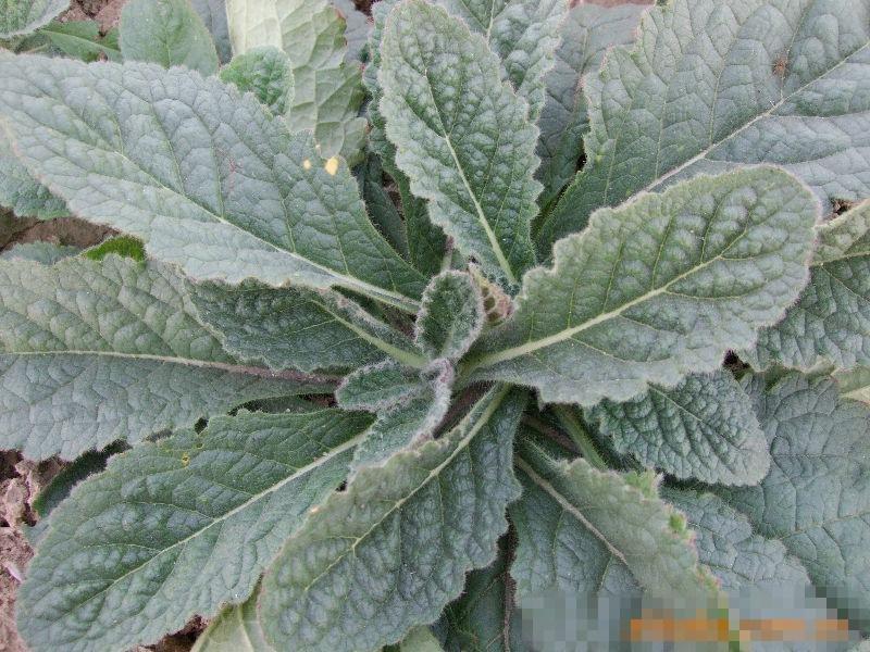 三月三鸡蛋和它一起煮调经补血清热凉血吃出好气质