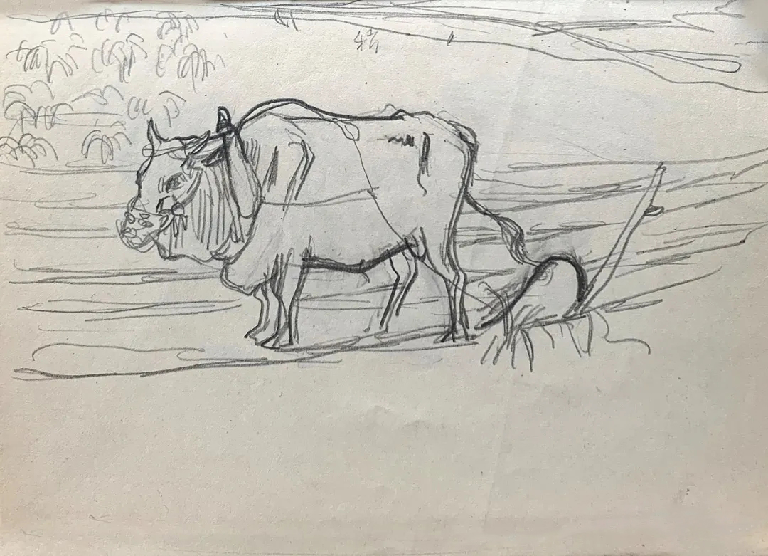 李斛画牛一定要在观察生活的基础上来画画