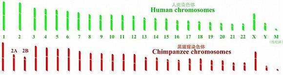 动物和人杂交过程|人兽杂交？一只猩猩基因突变，与人类只差1%，差点变成“猩猩人”