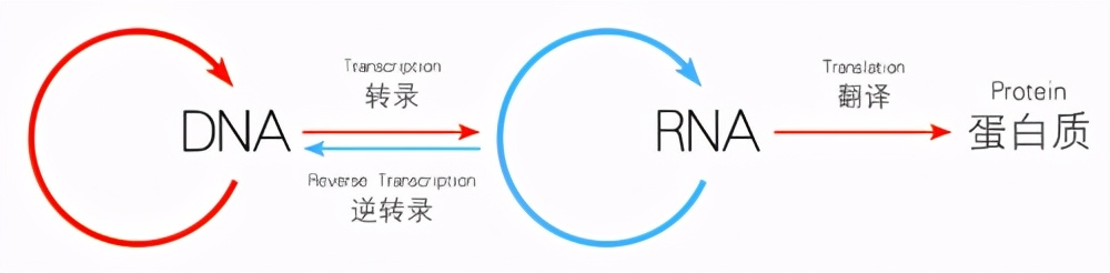 科学|人死后，体内的“僵尸基因”开始活跃，试图复活人类