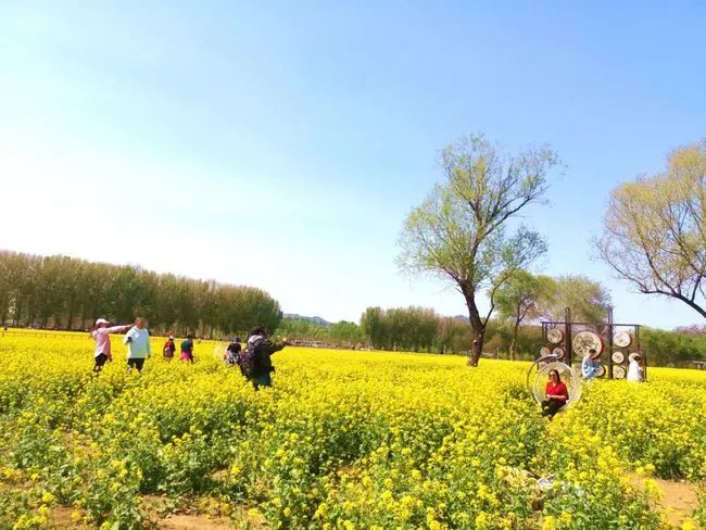 北京丰台200多亩盛放油菜花海成网红打卡地赏花拍照实在太美