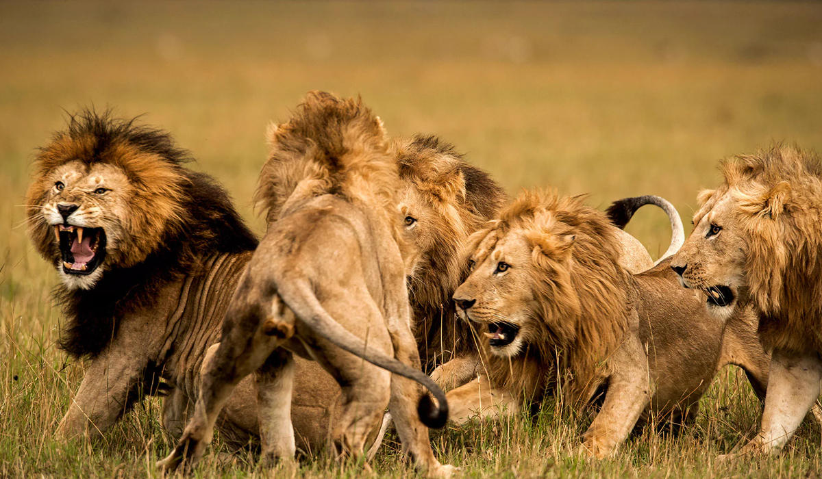 倒刺|为什么雄狮有1厘米长的倒刺，在繁衍时还要故意刮伤对方？