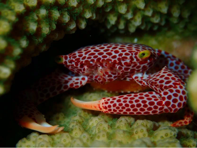红斑梯形蟹Trapezia rufopunctata（图片来自：马少博）