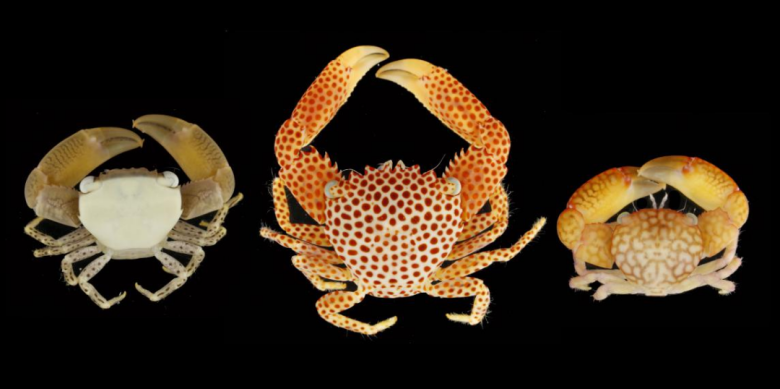 从左到右：红点梯形蟹Trapezia guttata；红斑梯形蟹Trapezia rufopunctata；伽氏梯形蟹Trapezia garthi（图片来源：作者）