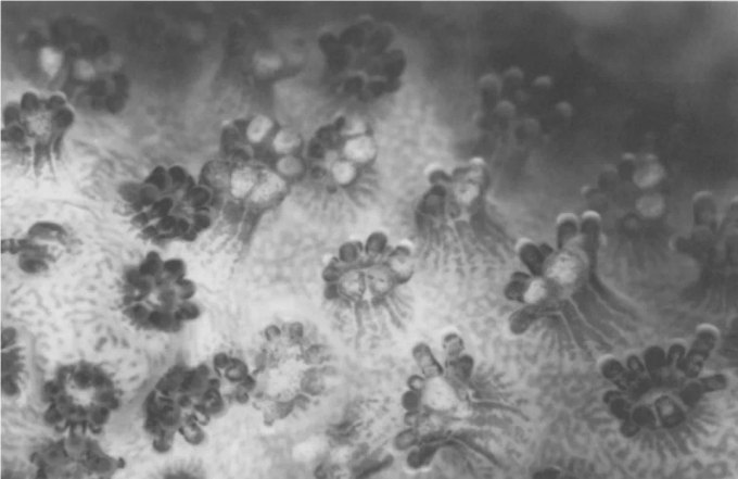 鹿角杯形珊瑚（Pocillopora damicornis）,白色团块是脂肪体（Stimson, 1984）