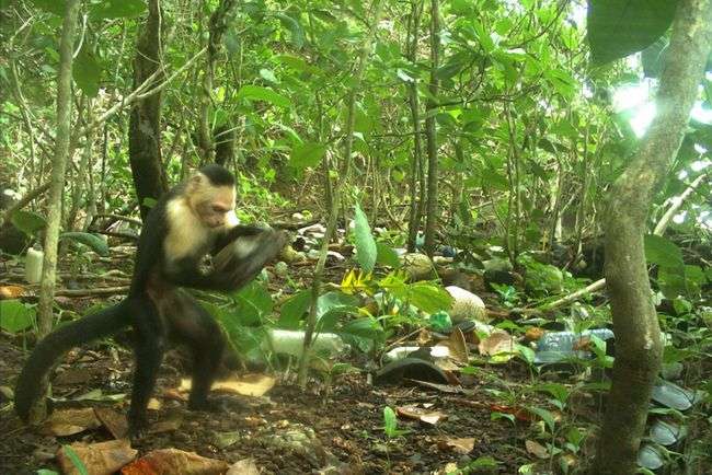 科学|3000年前卷尾猴就已进入石器时代，它会取代人类，称霸地球吗？