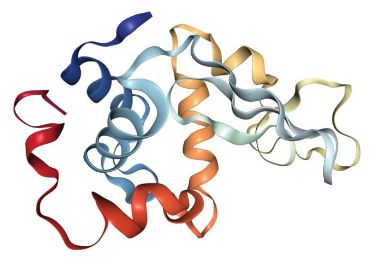 溶菌酶的结构 图源：C&EN - American Chemical Society