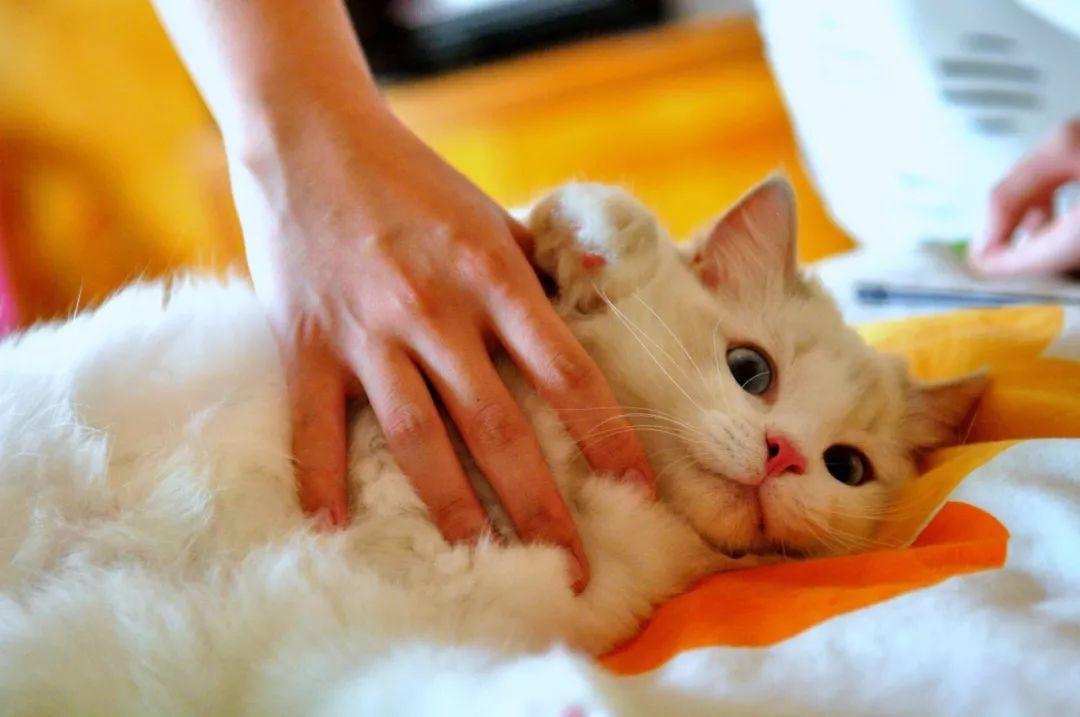 动物|人类真的成功驯化猫了吗？别高兴太早，在它眼里你不过是长期饭票