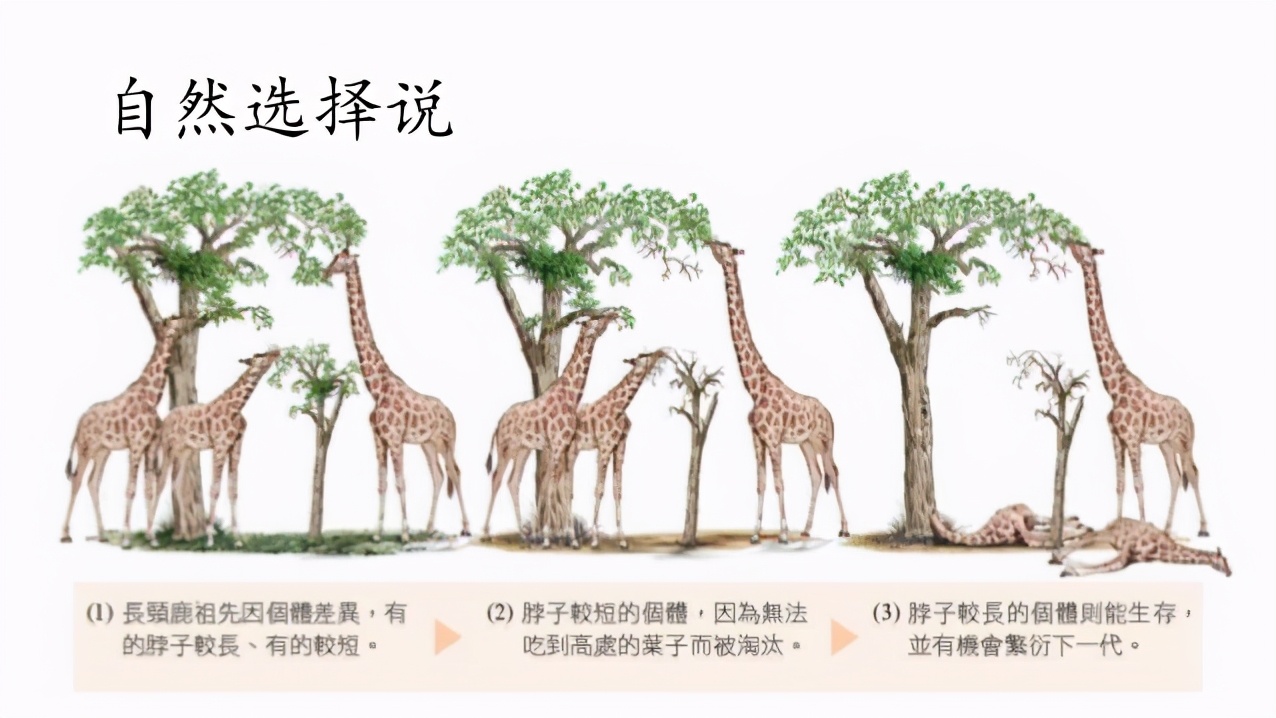 科学|地球上原本并没有人，那第一个女人和男人是如何诞生的？