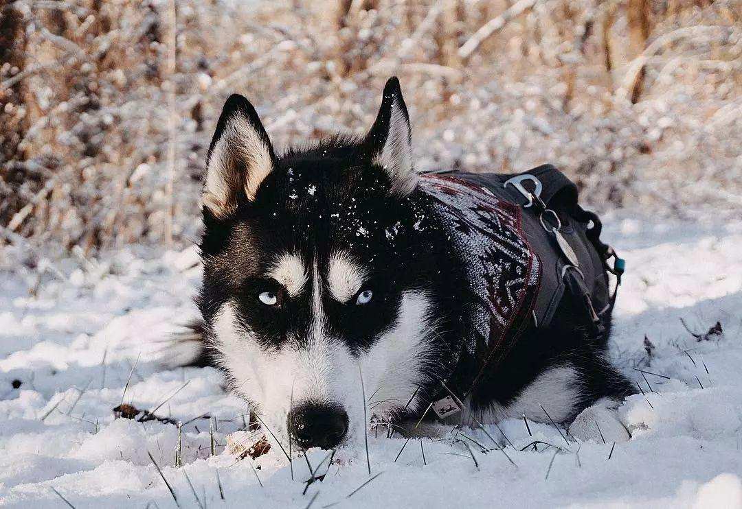 中华田园犬|血统歧视？中华田园犬这么聪明，为什么不能当警犬？