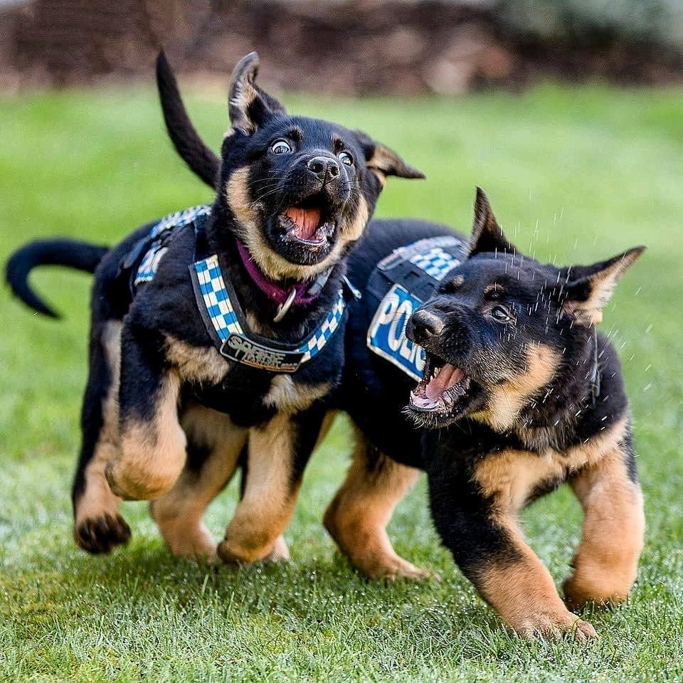 中华田园犬|血统歧视？中华田园犬这么聪明，为什么不能当警犬？