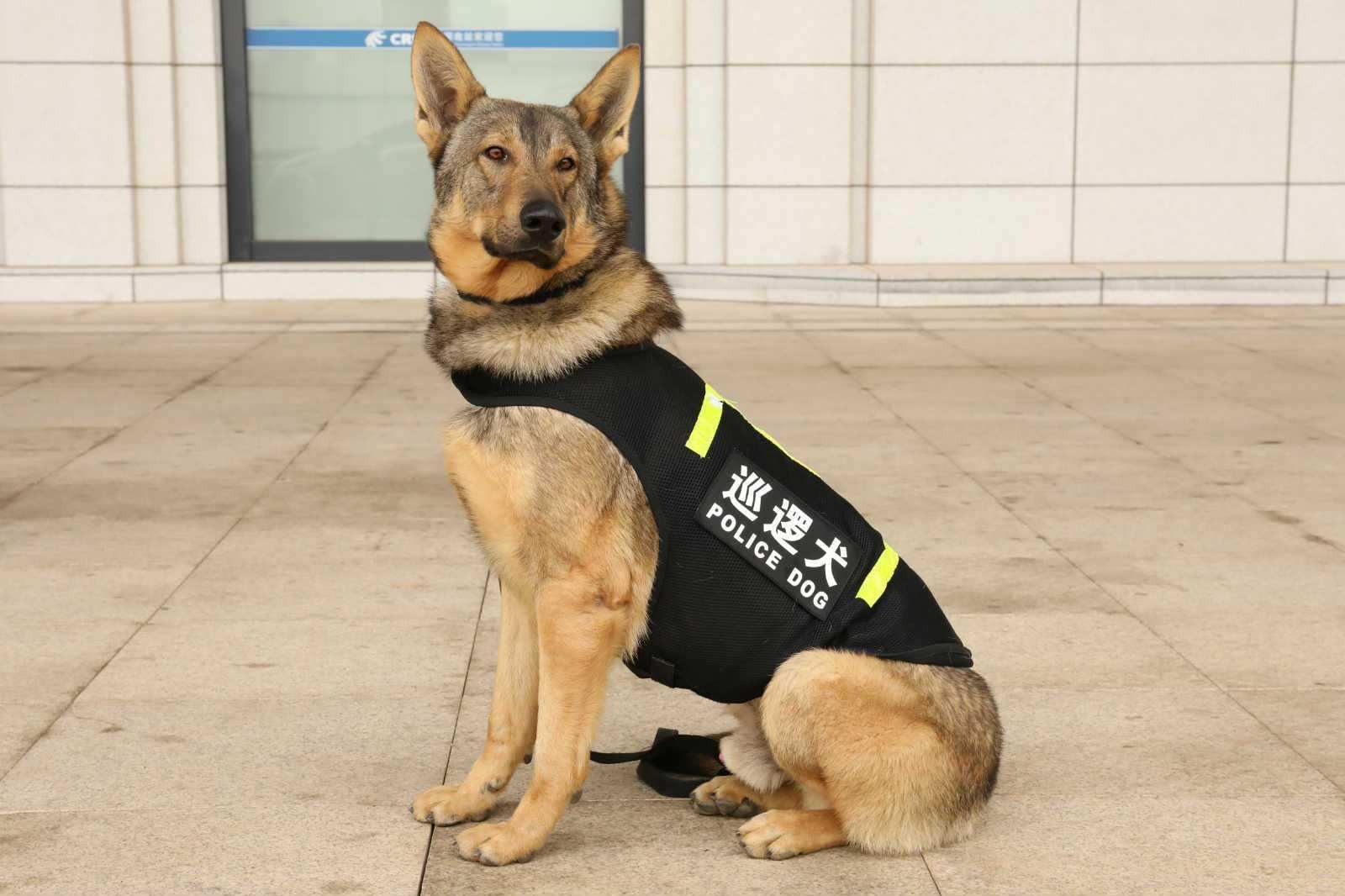 中华田园犬|血统歧视？中华田园犬这么聪明，为什么不能当警犬？