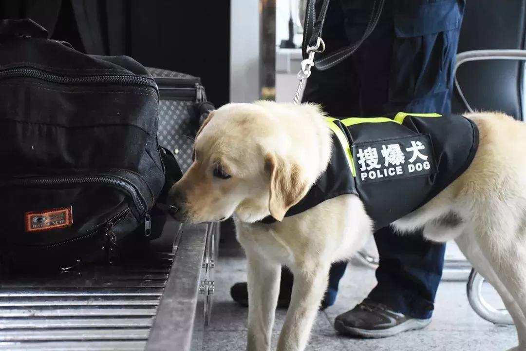 中华田园犬|血统歧视？中华田园犬这么聪明，为什么不能当警犬？