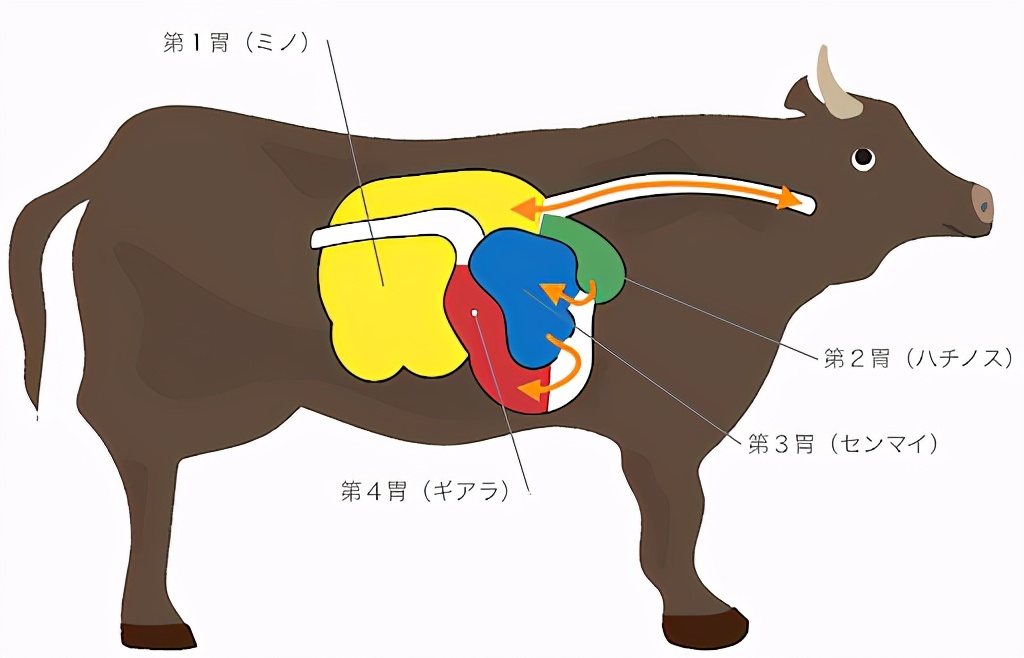 动物|3400万年前，我国生活着体型最大的陆生哺乳动物，后来为何消失？