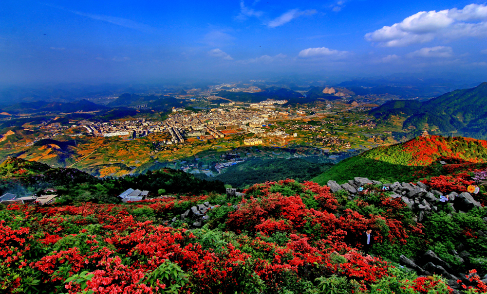 丹寨龙泉山的杜鹃花开了这个五一来丹寨旅游是最佳选择