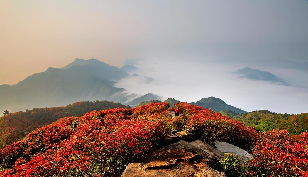 丹寨龙泉山的杜鹃花开了这个五一来丹寨旅游是最佳选择