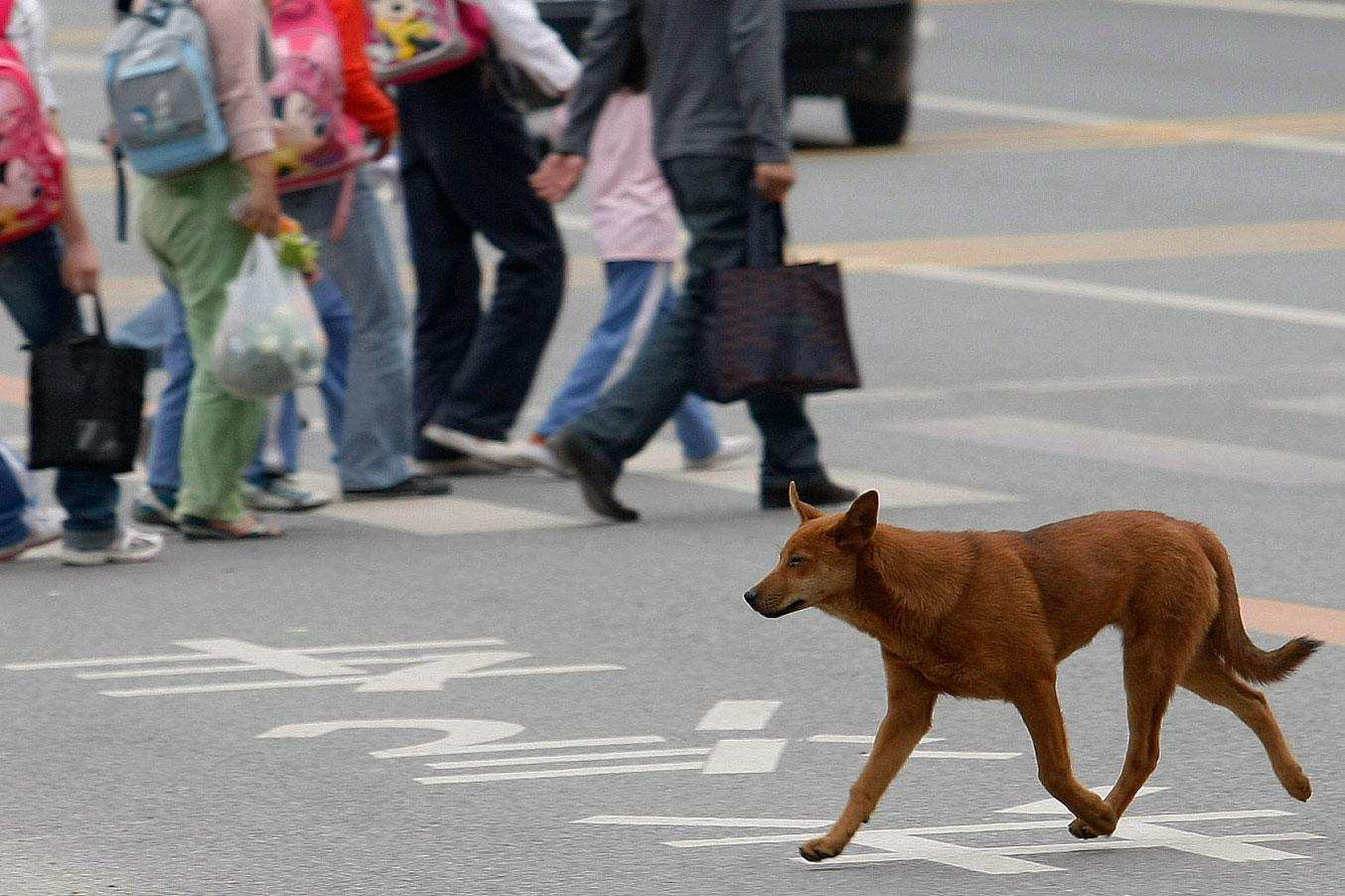 狗|狗子的死穴是什么？专家：这两个部位不能打！