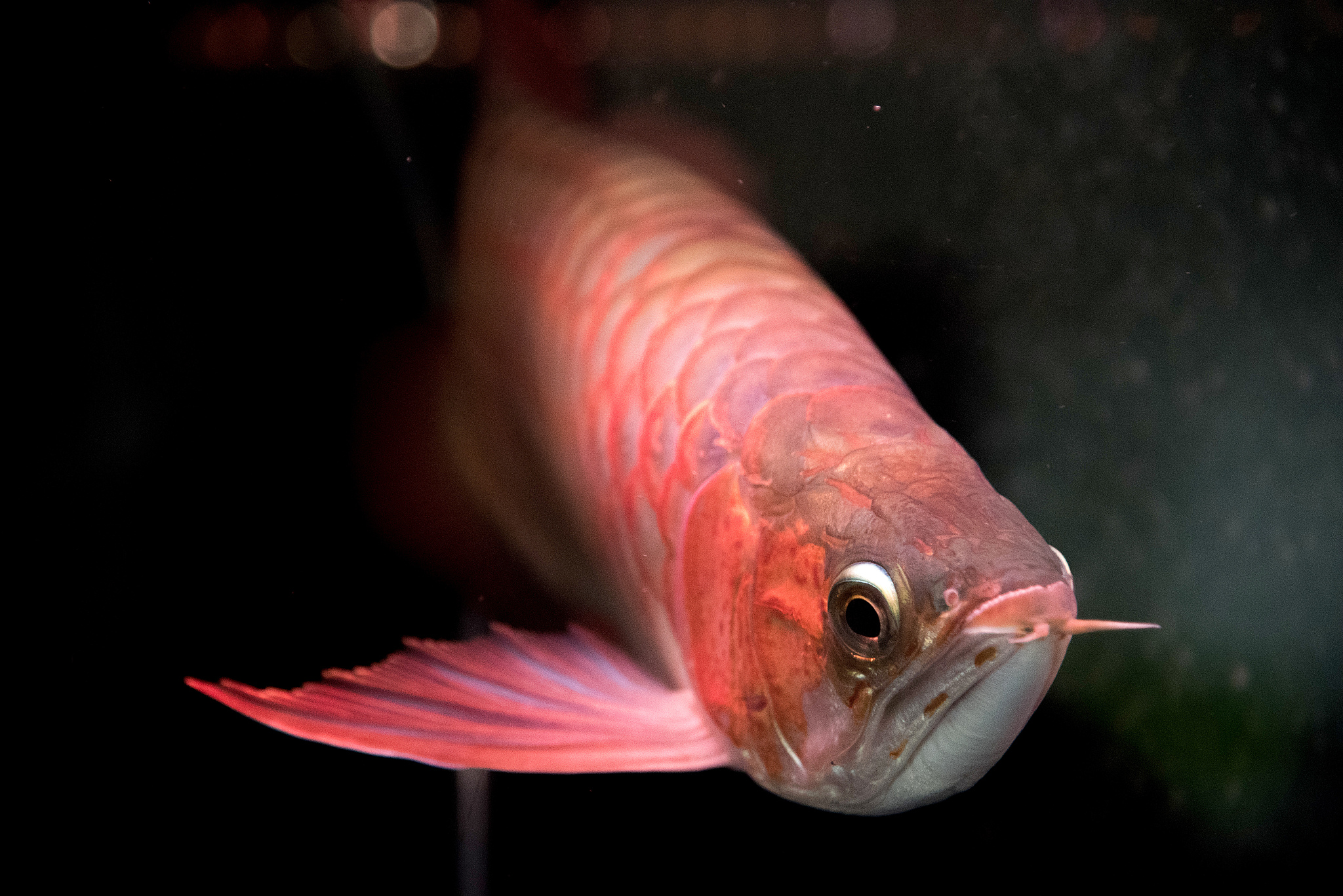 揭露水族店老板的秘密大龙鱼与小龙鱼喂养方式的区别