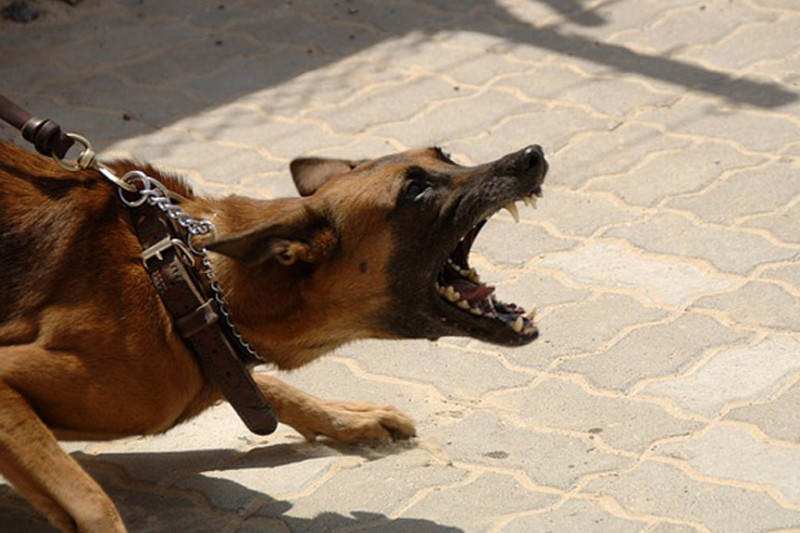 狗|狗的弱点是什么？被疯狗攻击该如何自保？