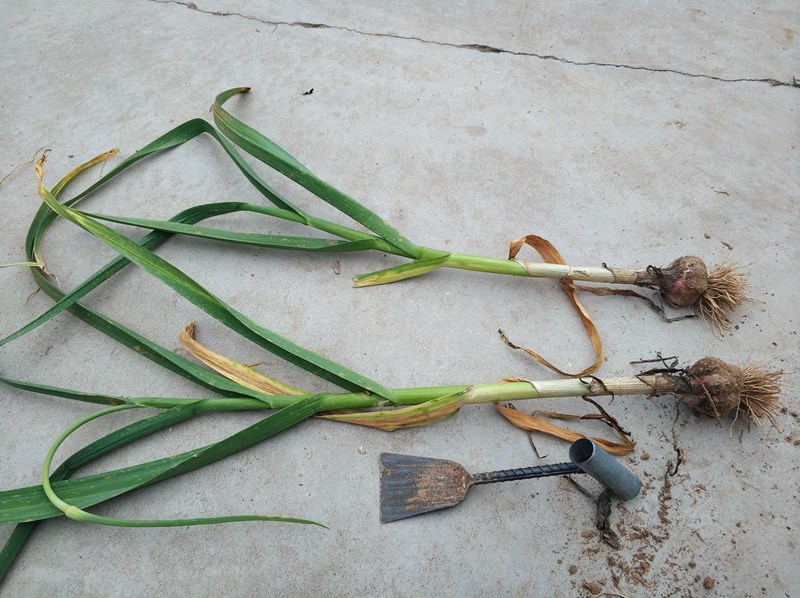 现场对比两棵大蒜