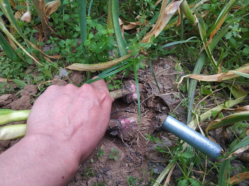 两棵大蒜已被挖出来