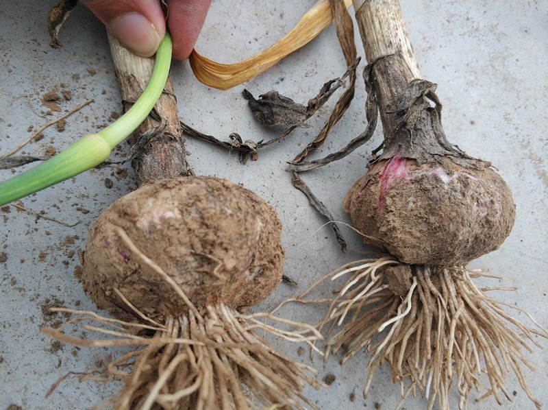 没有拔出蒜苔的蒜头显得略大