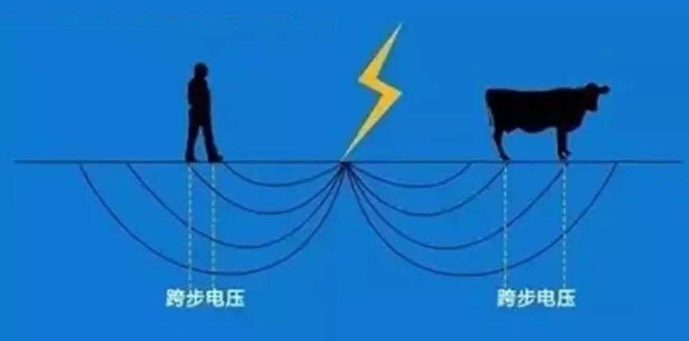 大象|18头大象疑雷击致死，这种情况你也可能遇到，逃生技巧一定要知道
