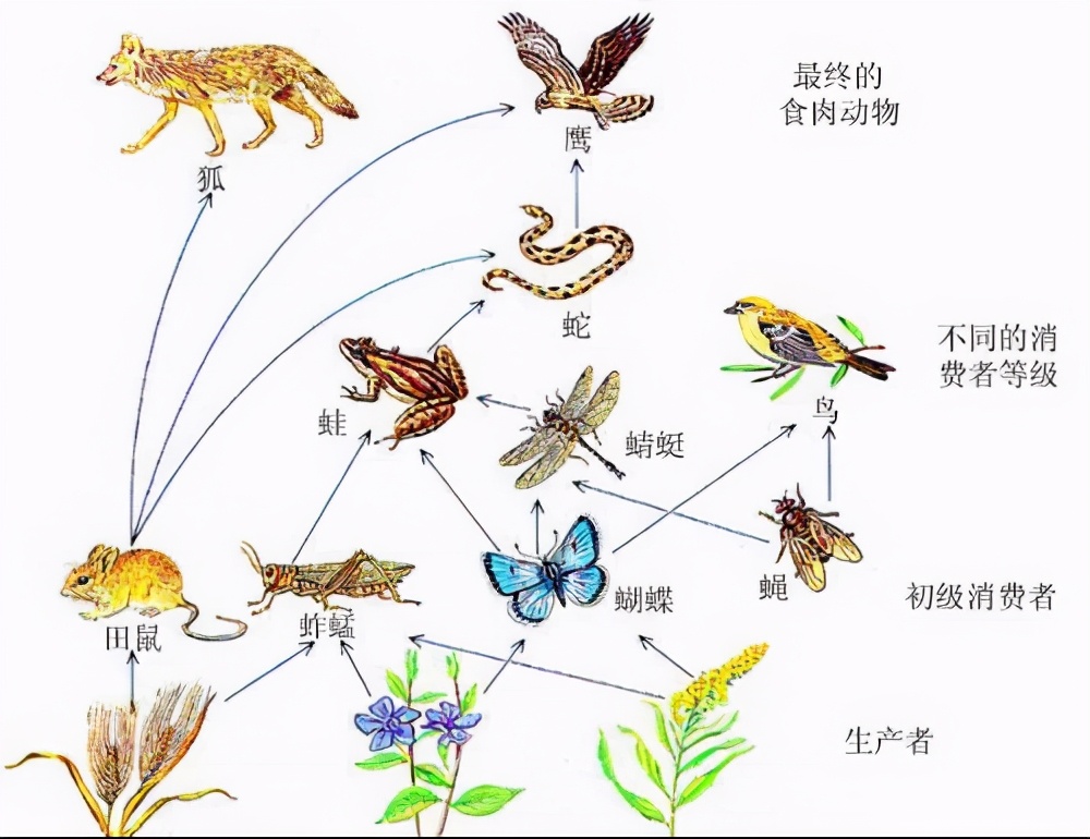 科学|火化严重浪费？动物死后都会重归自然，人类为何要打破自然规律？