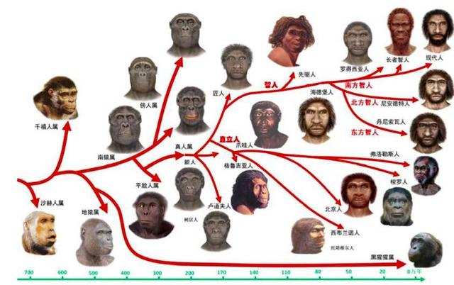 科学|人都是父母生得，在人类出现之前，第一对男女是怎么来的？