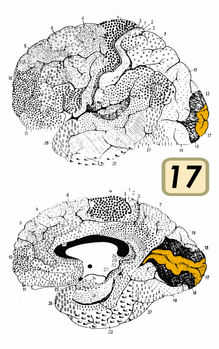 17个视觉皮层区 图源：Wikipedia