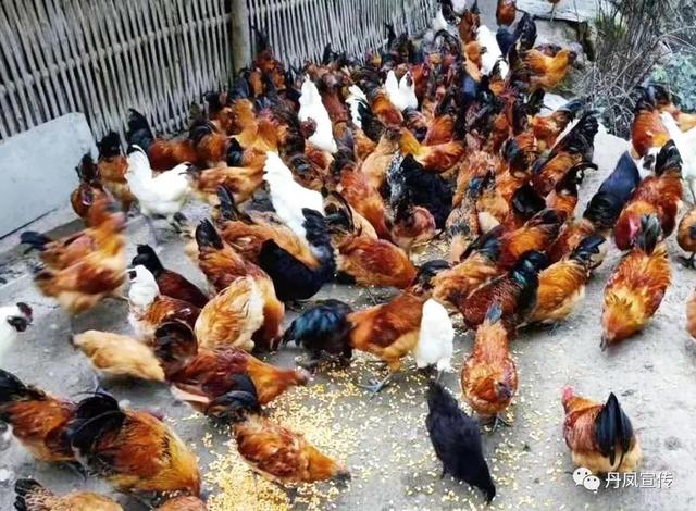 丹凤县3个农产品入选全国名特优新农产品名录