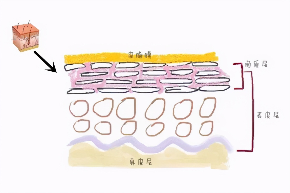 显微镜|洗澡搓下来的黑泥到底是什么？黑泥在1000倍显微镜下是什么样子？