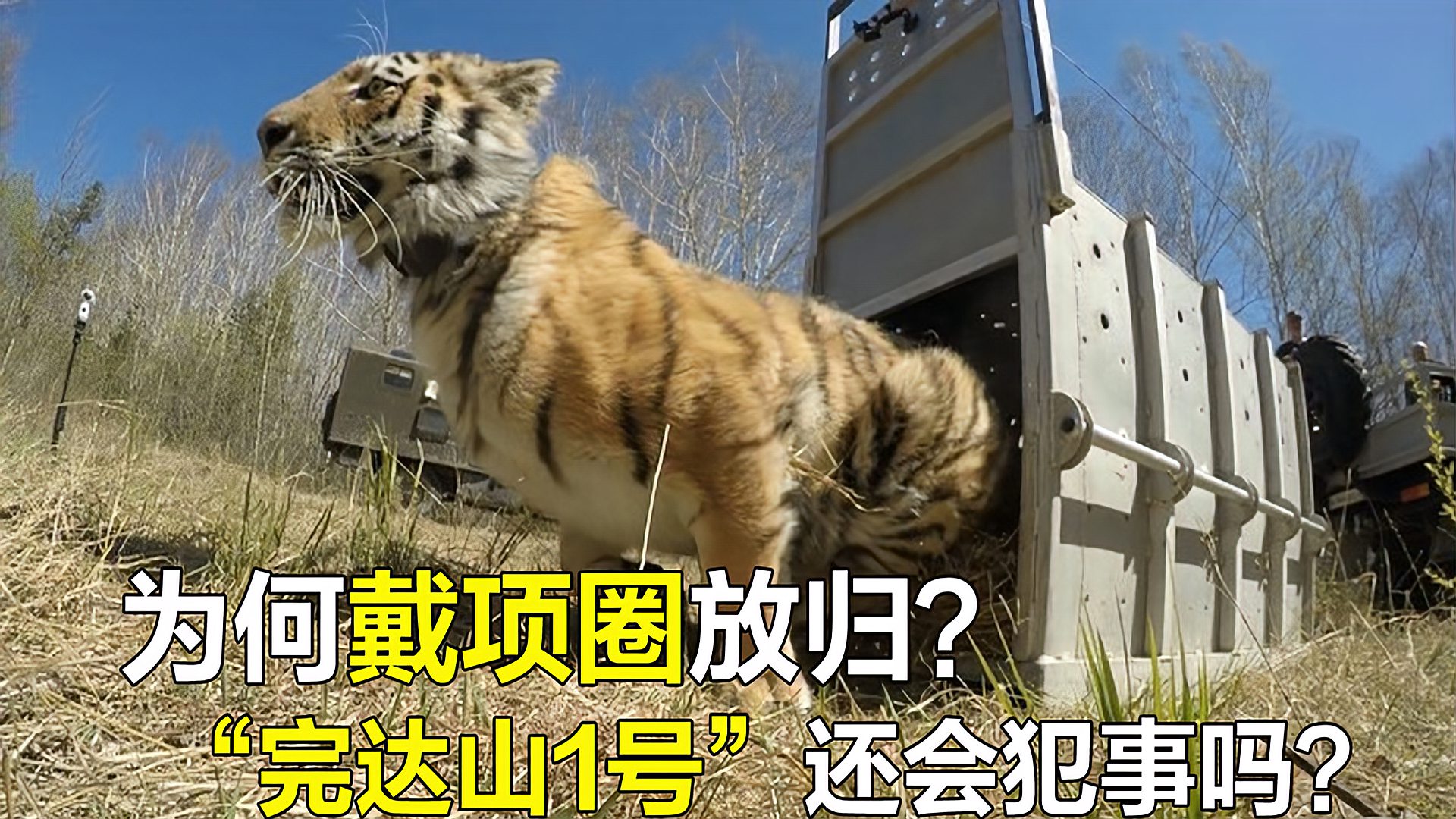 印度放归的老虎杀了24个人我国完达山1号野放能成功吗