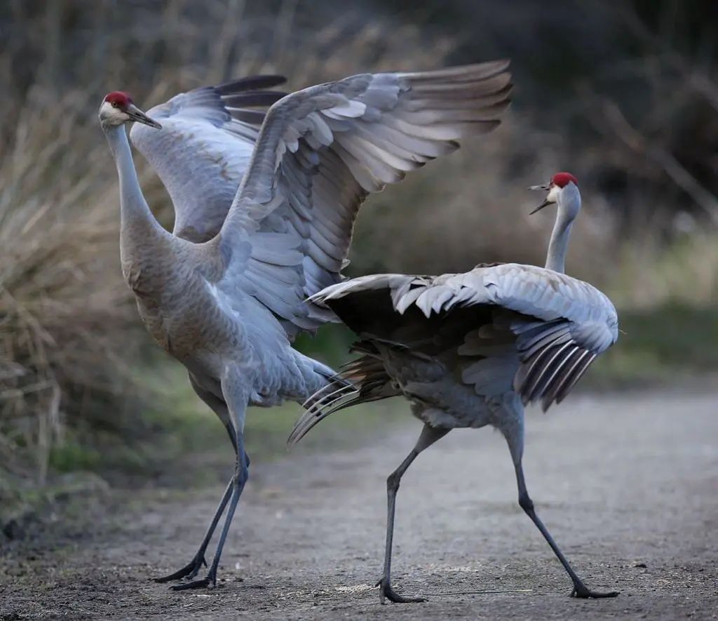 两宋时期鹤氅与襴衫