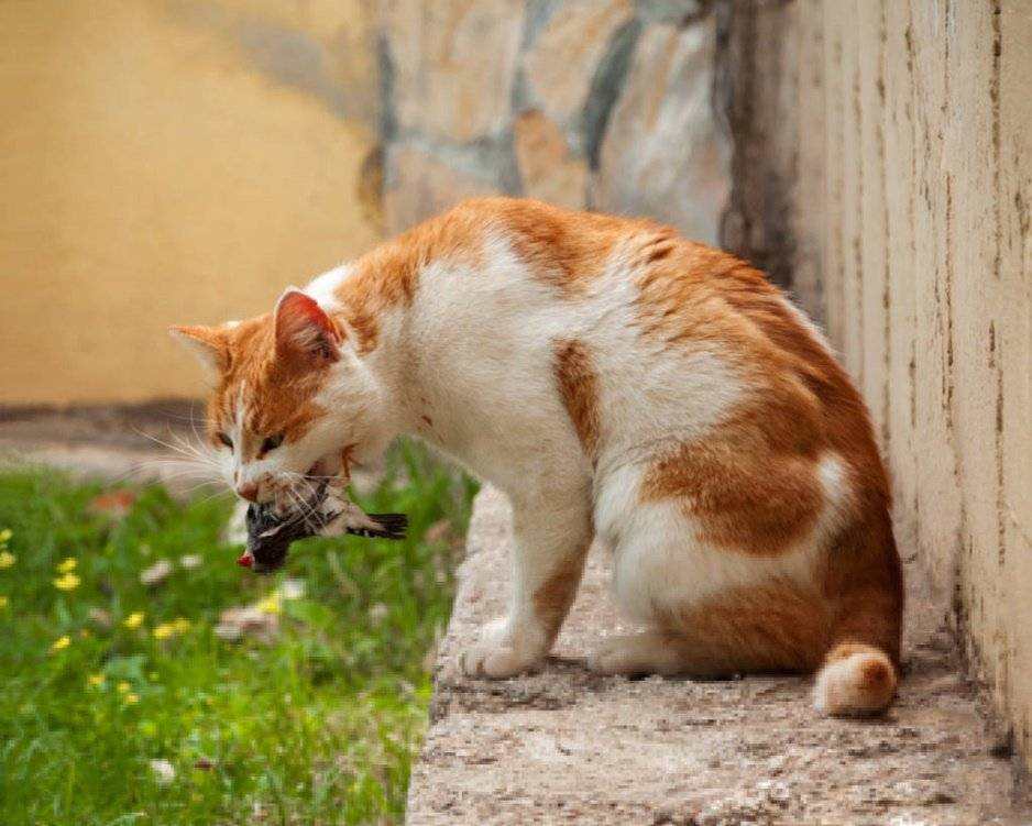 猫抓老鼠|澳大利亚爆发40年来最严重的鼠灾，为何决不能放1000只猫来灭鼠？