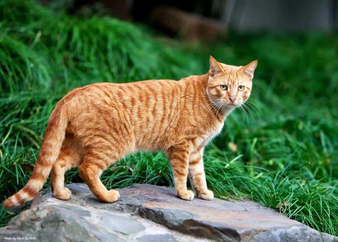 猫抓老鼠|澳大利亚爆发40年来最严重的鼠灾，为何决不能放1000只猫来灭鼠？