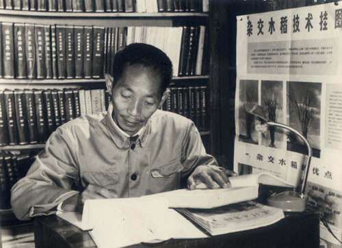 杂交水稻|都在缅怀袁隆平先生，可你知道他为让我们吃饱饭，都做了什么吗？