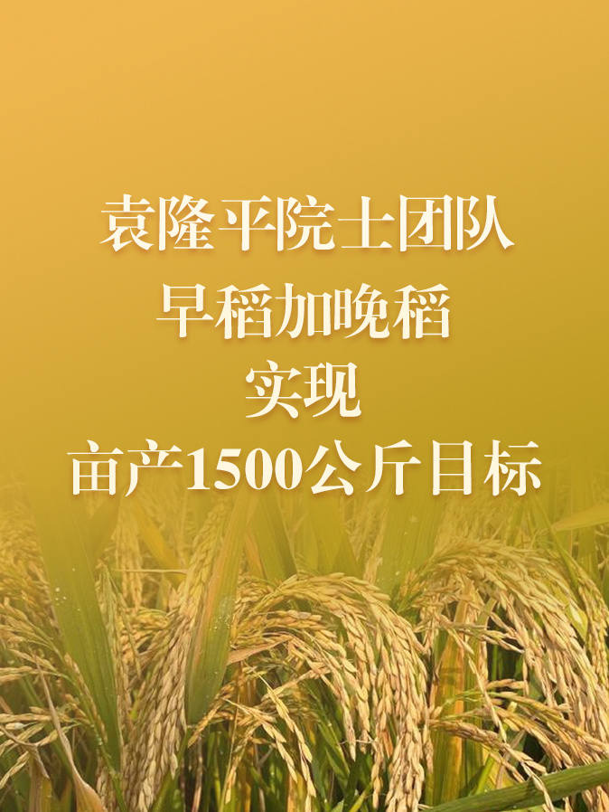 杂交水稻|都在缅怀袁隆平先生，可你知道他为让我们吃饱饭，都做了什么吗？