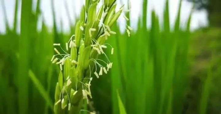 杂交水稻|都在缅怀袁隆平先生，可你知道他为让我们吃饱饭，都做了什么吗？
