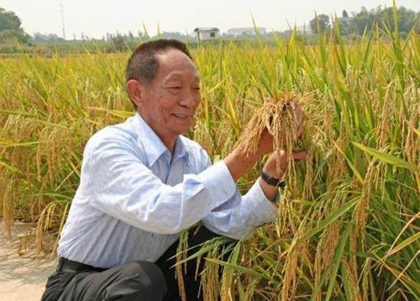 杂交水稻|都在缅怀袁隆平先生，可你知道他为让我们吃饱饭，都做了什么吗？