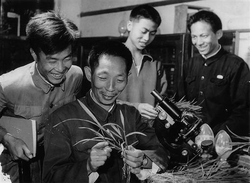 杂交水稻|都在缅怀袁隆平先生，可你知道他为让我们吃饱饭，都做了什么吗？