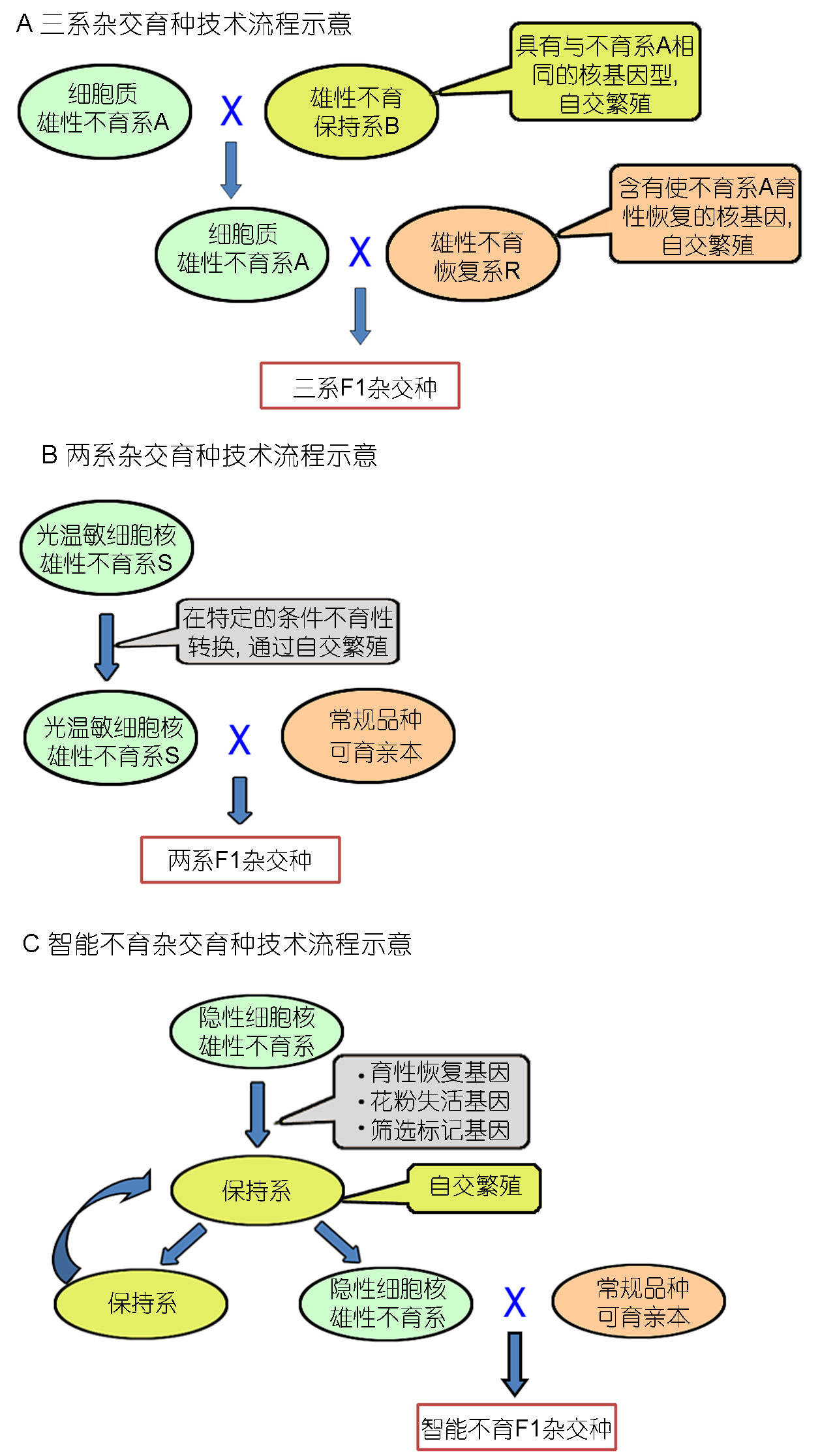 杂交水稻|都在缅怀袁隆平先生，可你知道他为让我们吃饱饭，都做了什么吗？