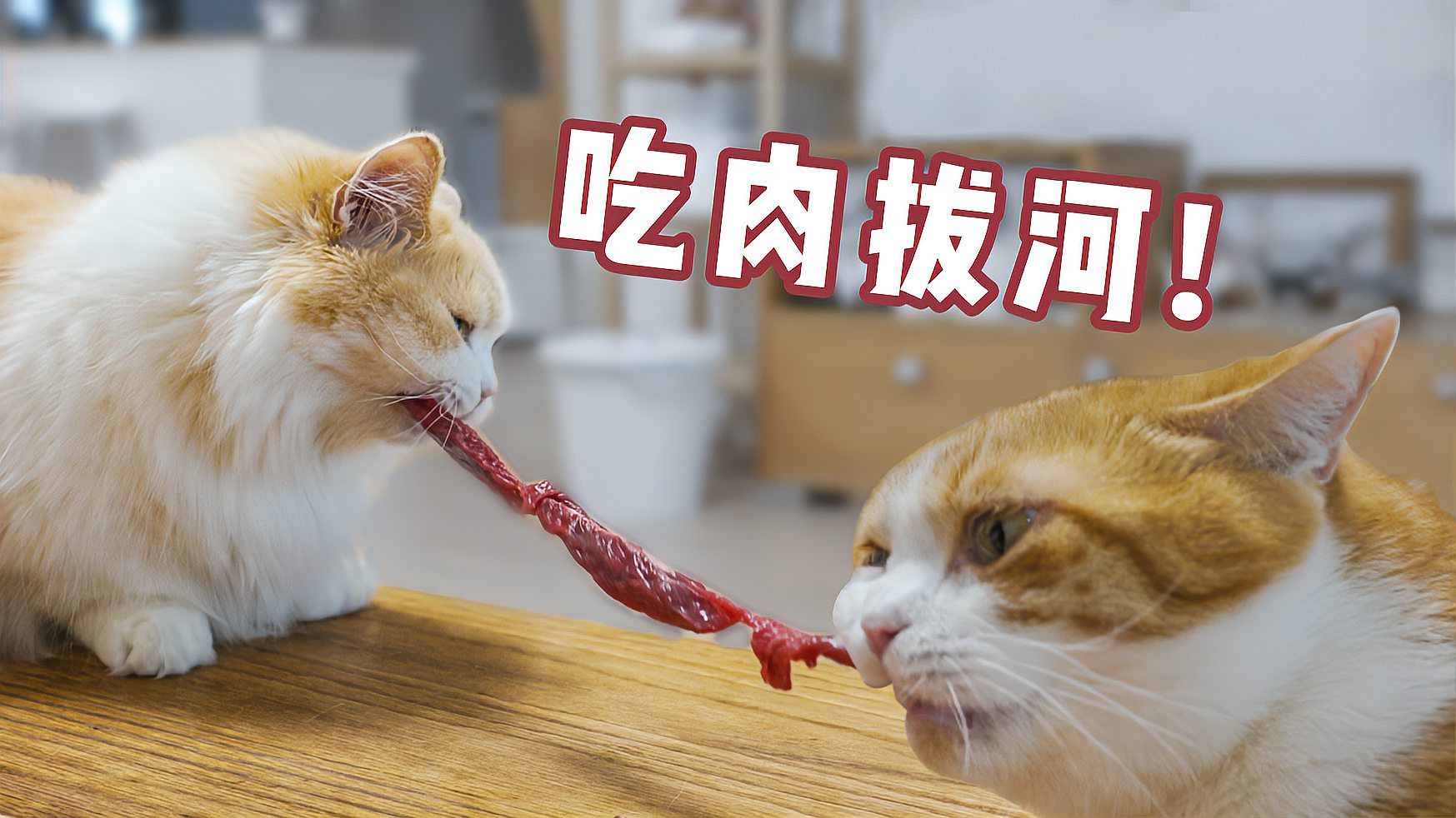 橘猫半年没吃肉开荤日直接抢到拔河吸恐怖如斯