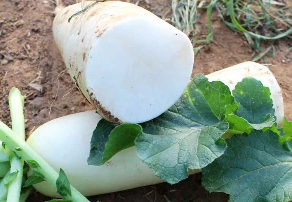 白萝卜