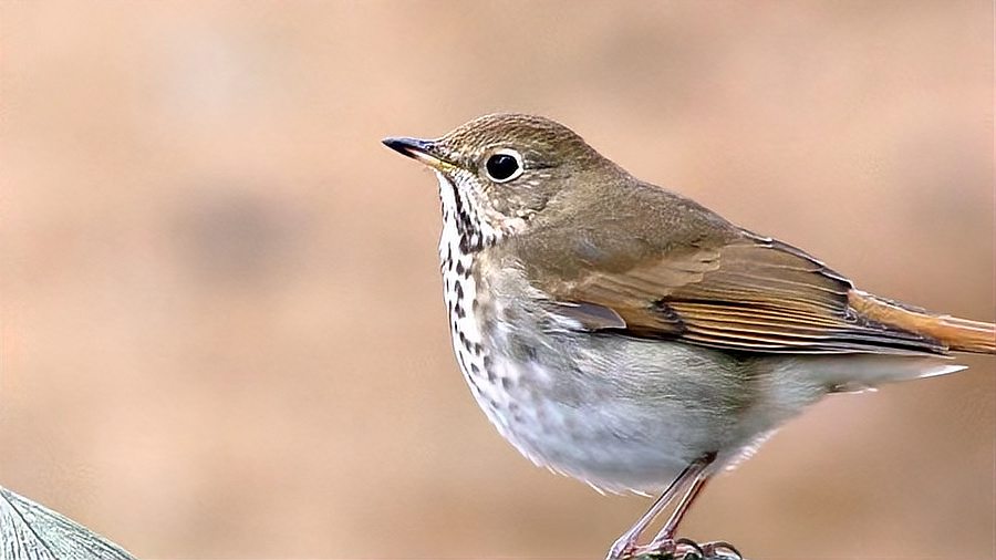 倘若我们长期喂食晚成鸟类很有可能会被它们当作求偶对象