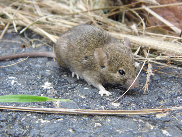 但澳大利亚副总理迈克尔·麦科马克却表态:"唯一的好老鼠就是死老鼠