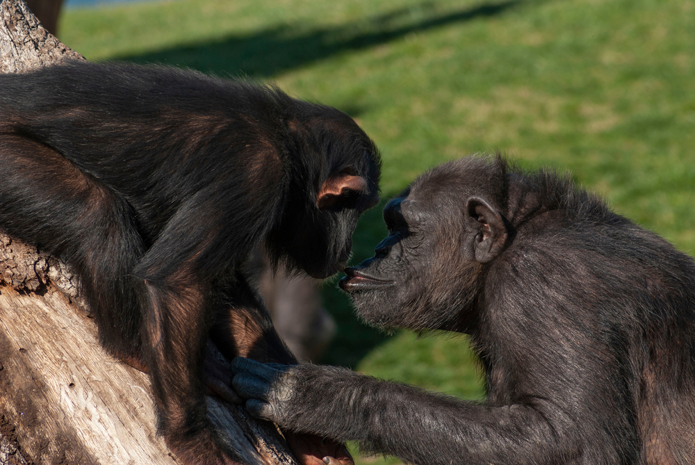 倭黑猩猩|偷学人类？倭黑猩猩为什么也会湿吻，湿吻对它们意味着什么？