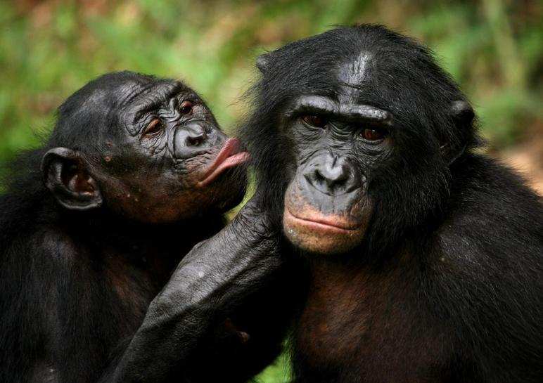倭黑猩猩|偷学人类？倭黑猩猩为什么也会湿吻，湿吻对它们意味着什么？